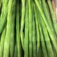 100-morng-71-hk-long-drumstick-sehjan-moringa-oleifera-100seeds-original-imagjhx3ys7wedvu