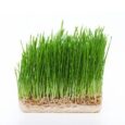 wheat-grass-1619766396-5806614